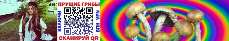 Купить где  Рыбное  Галлюциногенные грибы Magic Shrooms 